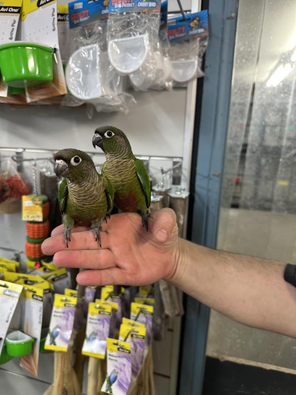 Handraised conures 1 left