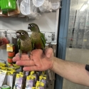 Handraised conures