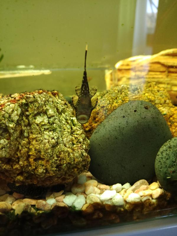 Bristle nose pleco