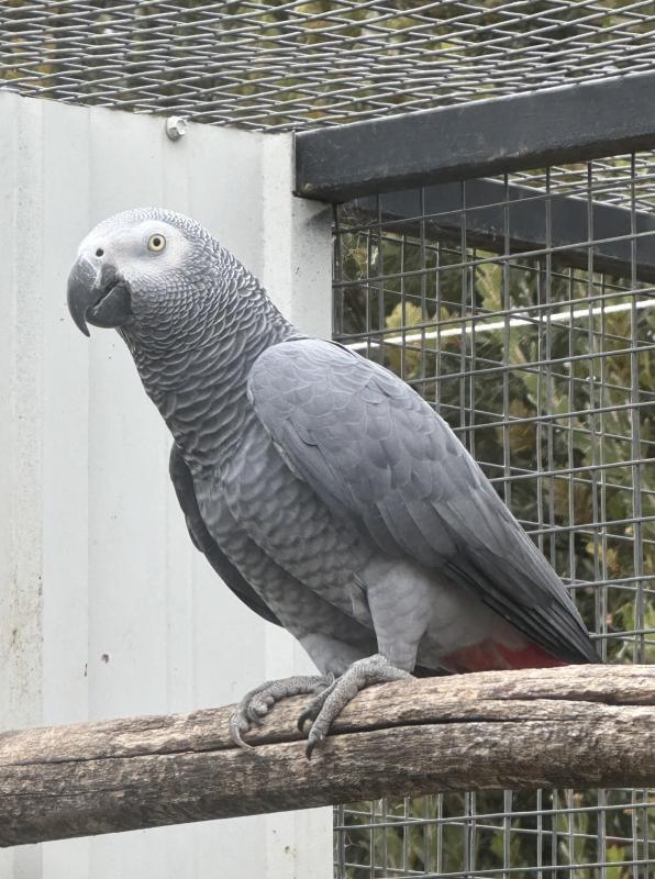 African Grey Cock Bird