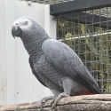 African Grey Cock Bird