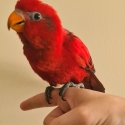 Handraised Female Red Moluccan Lory