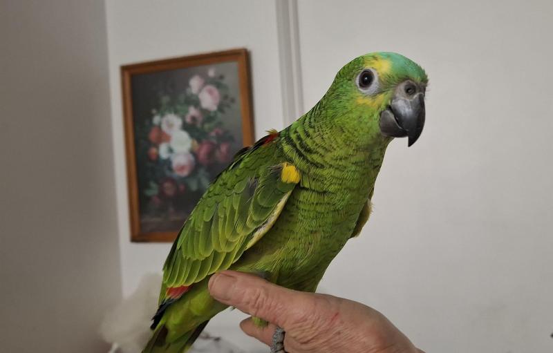 Blue fronted Amazon's hand raised