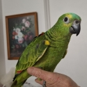 Blue fronted Amazon's hand raised