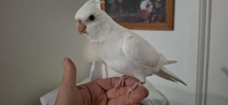 Hand raised cockatiels