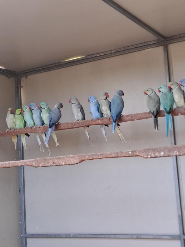 Mature Indian Ringnecks  Ex Breeding Stock