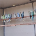 Mature Indian Ringnecks  Ex Breeding Stock