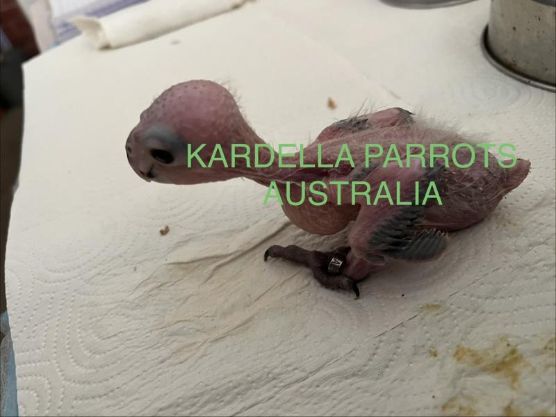 Hand Reared Male Black Headed Caique.