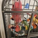 HR Galah CockBird