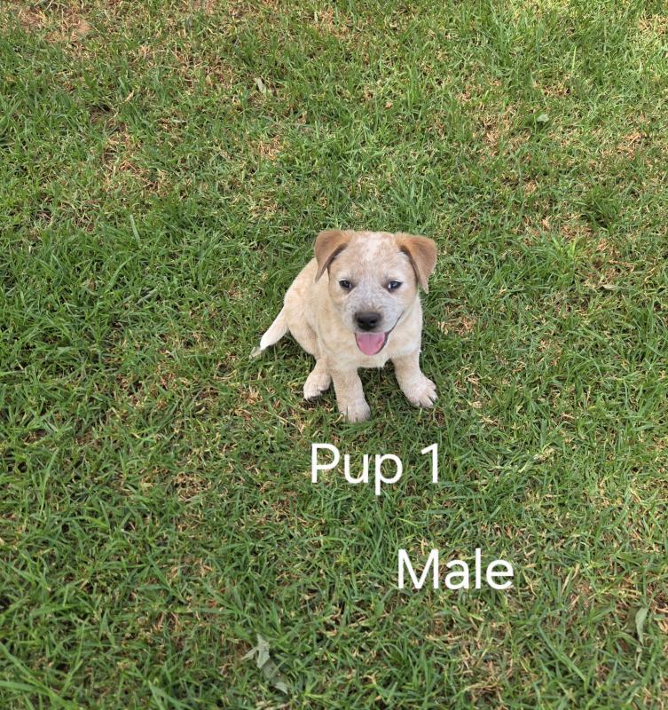 5 Red Cattle Dog Pups Left