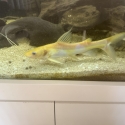 Albino Asian redtail catfish