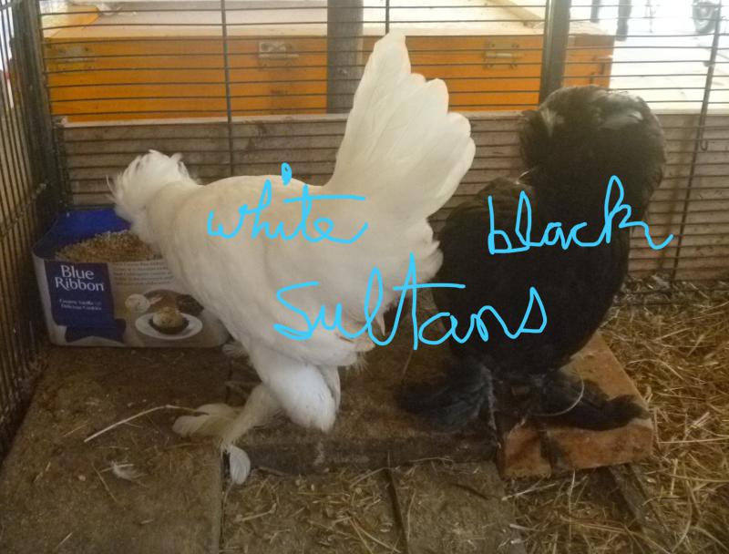 Sultan Chickens, sexed & vaccinated females