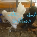 Sultan Chickens, sexed & vaccinated females