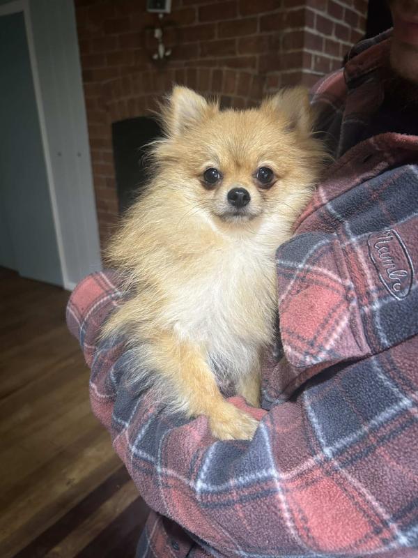 Adult female Pomeranian