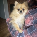 Adult female Pomeranian
