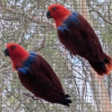 Eclectus parrots hens 8mnths old