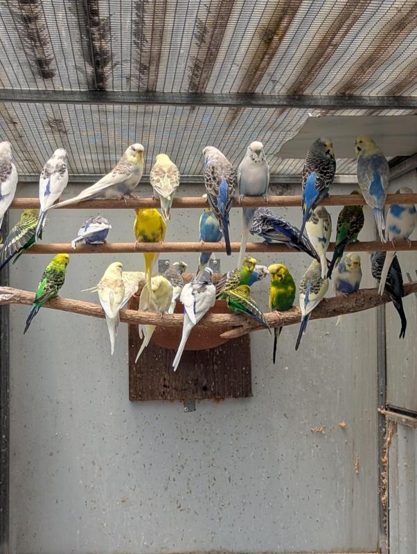 Budgies mixed colours including saddlebacks