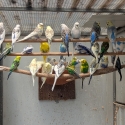 Budgies mixed colours including saddlebacks