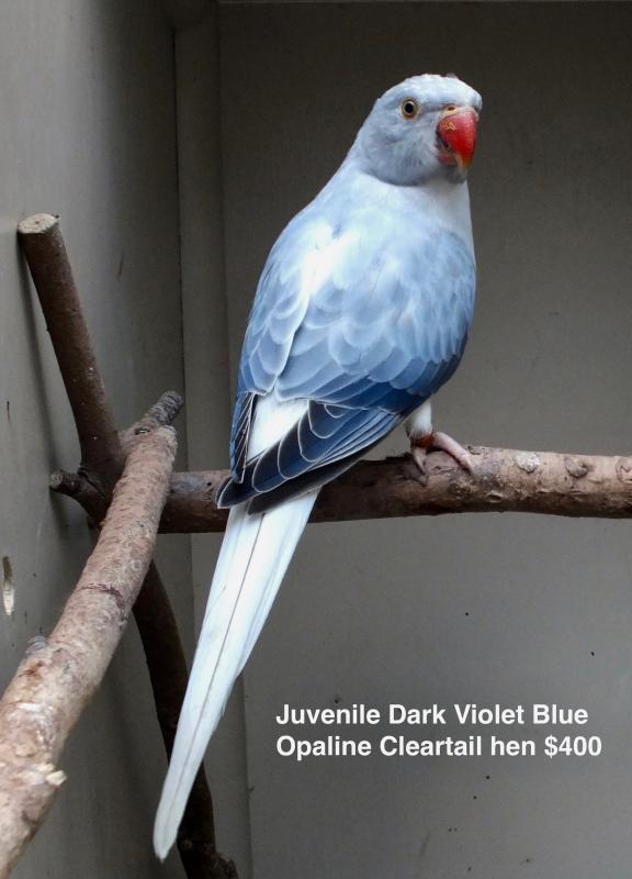 INDIAN RINGNECK MUTATIONS