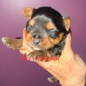 Tiny Yorkshire terrier puppies