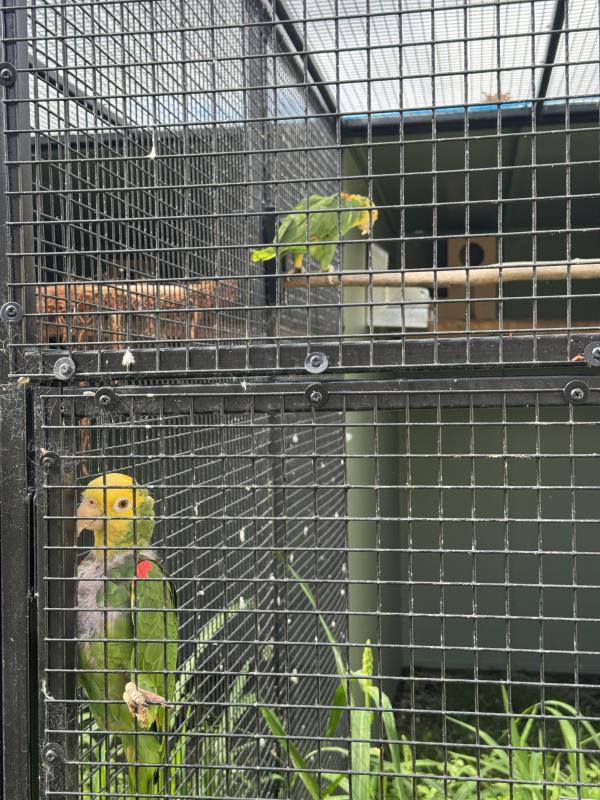 Breeding prs amazons