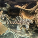 L333 KING TIGER PLECO