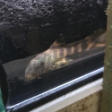 L387 ORANGE PECKOLTIA PLECO