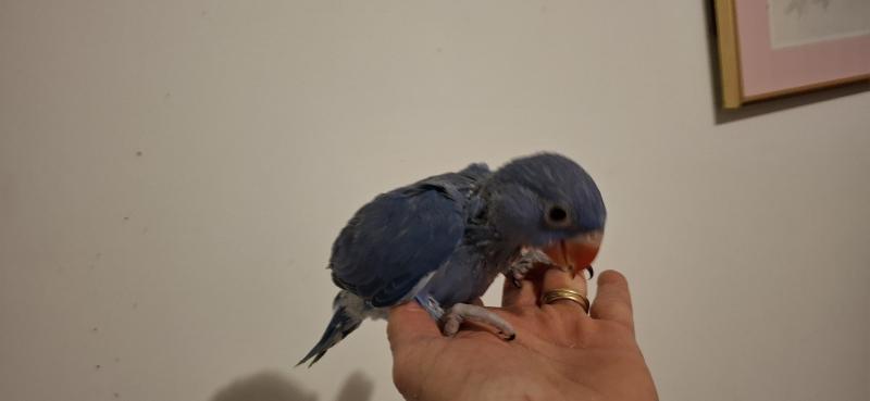 Indian ring necks  babies