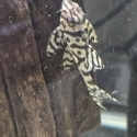 L236 SW PLECOS