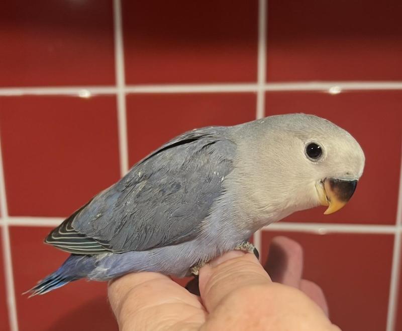 Hand Raised Baby Peachface/Lovebirds 10 Weeks Old