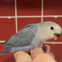 Hand Raised Baby Peachface/Lovebirds 10 Weeks Old