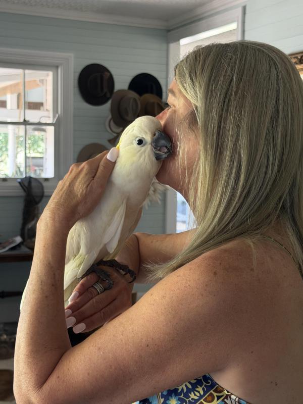 BABY WHITE COCKATOO HANDREARED SUPER TAME