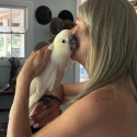 BABY WHITE COCKATOO HANDREARED SUPER TAME