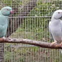 OPALINE CLEARTAIL BREEDING PAIR OF RINGNECKS