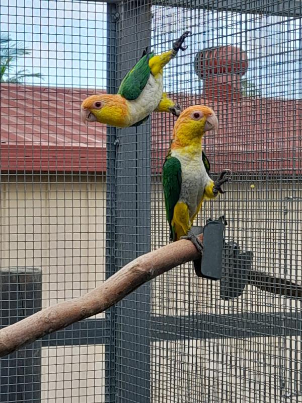 WHITE BELLIED CAIQUES