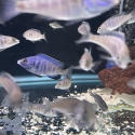 White Lip Mdoka Cichlids