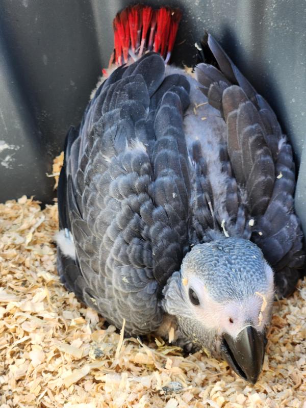 African greys