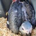 African greys