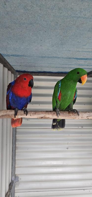 Eclectus Pair