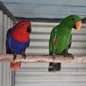 Eclectus Pair