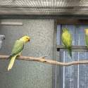 Indian Ringnecks for sale
