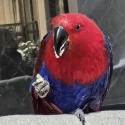 9Yro hand tame Eclectus parrot female