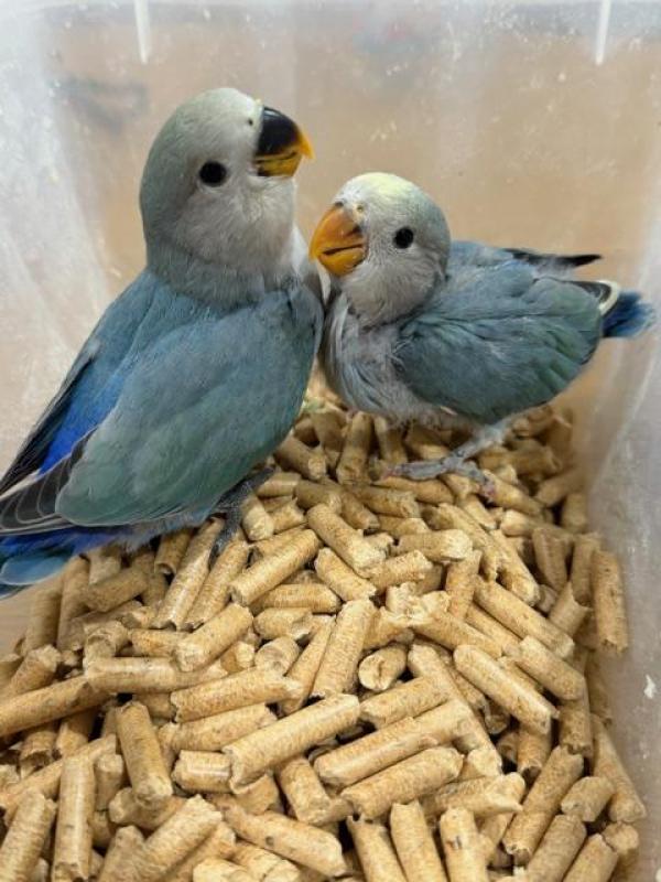 Hand raised love birds