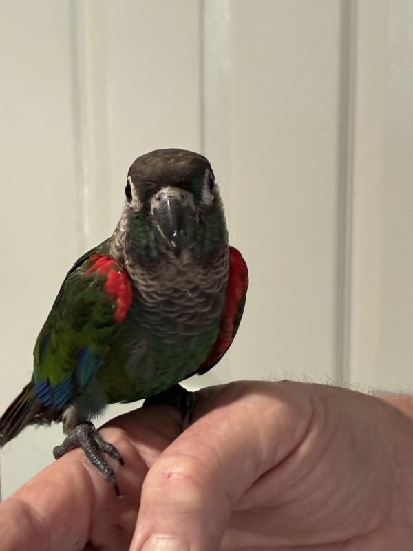 H/ raised pearly conure for a pet