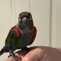 H/ raised pearly conure for a pet