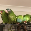 Sharptail conure hens