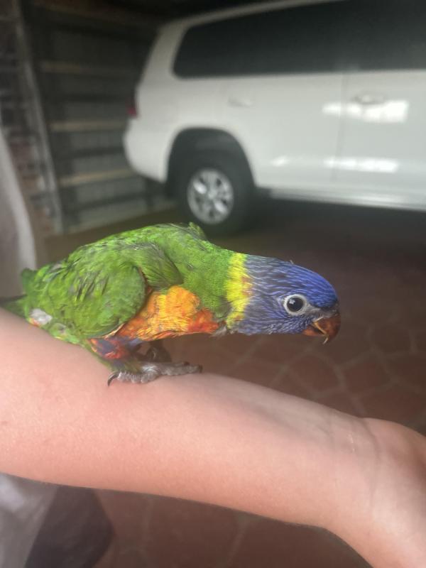 Rainbow lorikeet handraised