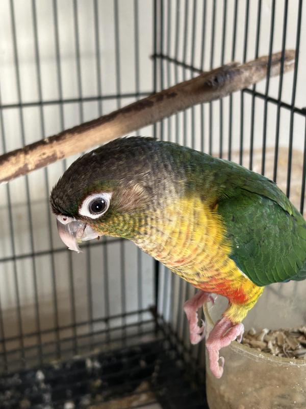 Violet green cheek conures