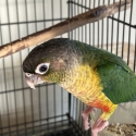 Violet green cheek conures