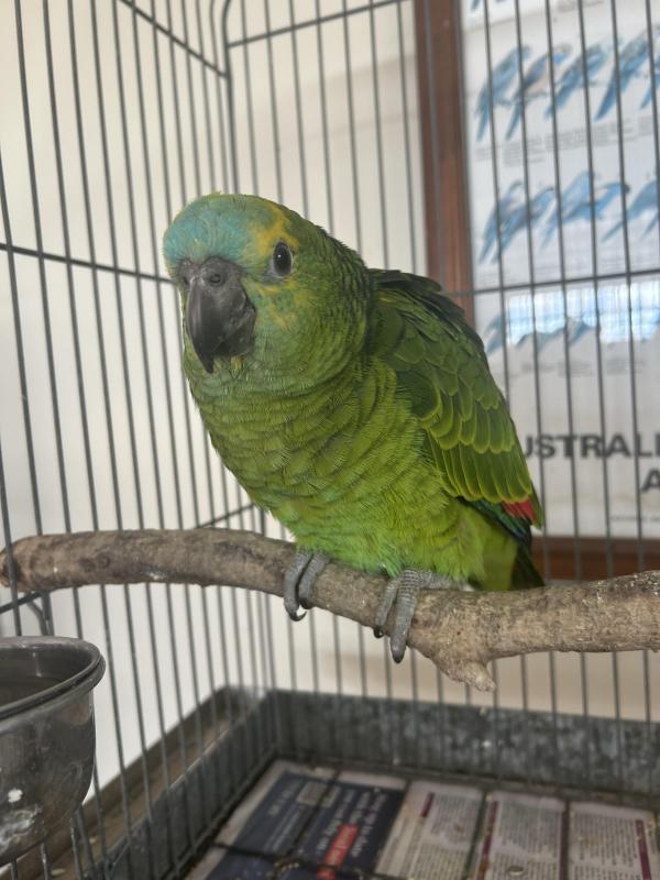 Blue fronted Amazon handraised